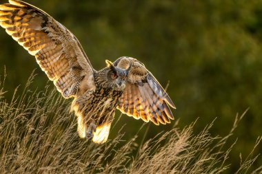Avrasya kartal baykuşu (Bubo Bubo) sonbahar günbatımına kadar ormanda. Avrasya kartal baykuşu yerde oturuyor. Baykuş portresi.