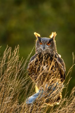 Avrasya kartal baykuşu (Bubo Bubo) sonbahar günbatımına kadar ormanda. Avrasya kartal baykuşu yerde oturuyor. Baykuş portresi.