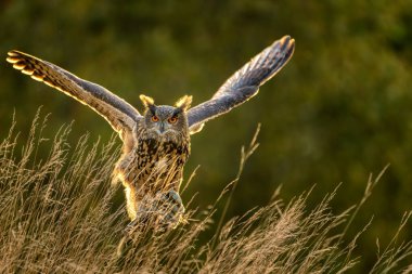 Avrasya kartal baykuşu (Bubo Bubo) sonbahar günbatımına kadar ormanda. Avrasya kartal baykuşu yerde oturuyor. Baykuş portresi.