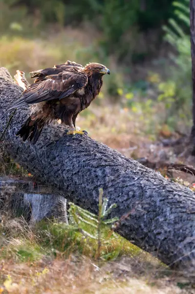 Golden Eagle (Aquila chrysaetos) portrait - bird of prey from Family Accipitridae living in the Northern Hemisphere. Selective focus