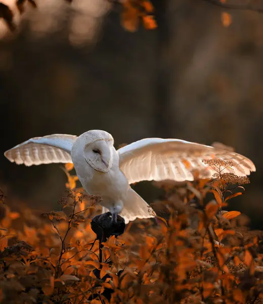 Ahır baykuşu (Tyto alba) sonbahar otlağındaki bir melek gibi bir düğmenin üzerinde oturuyor. Doğada bir baykuşun portresi.