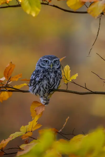 Kırmızı meşe üzerinde oturan küçük baykuş (Athene noctua). Arka planda sonbahar ormanı. Küçük baykuş portresi. Baykuş bakıcılığı ve kırmızı meşe. Ağaçtaki Baykuş.