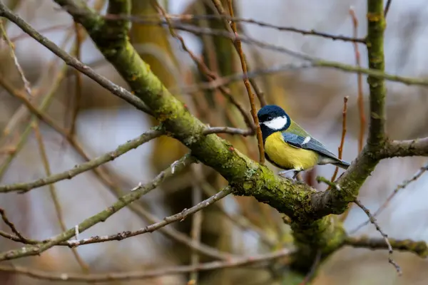 büyük baştankara (parus önemli) bir dal üzerinde oturan