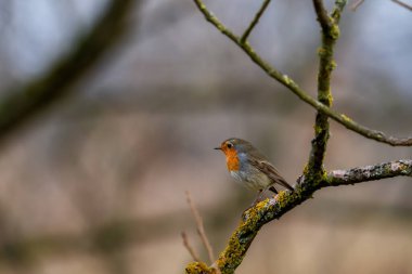 Avrupalı bülbül Erithacus Rubecula ötücü kuş kuzeydeki vahşi doğa yırtıcı horoz, güzel hayvan ispinozu, hayvan, kuş izleme kuşbilimi, çiçek tomurcuğu vahşi yaşam Avrupa
