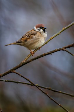 Ağaçtaki Avrasya ağaç serçeleri, Passer Montanus