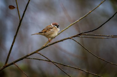 Ağaçtaki Avrasya ağaç serçeleri, Passer Montanus