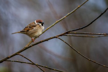 Ağaçtaki Avrasya ağaç serçeleri, Passer Montanus