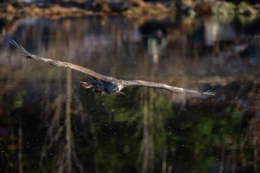 Beyaz Kuyruklu Kartal (Haliaeetus albicilla) havada. Ayrıca ern, erne, gri kartal, Avrasya deniz kartalı ve beyaz kuyruklu deniz kartalı olarak da bilinir. Kanatlar açılsın. Çek, Avrupa. Yırtıcı kuşlar.