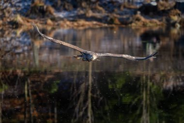 Beyaz Kuyruklu Kartal (Haliaeetus albicilla) havada. Ayrıca ern, erne, gri kartal, Avrasya deniz kartalı ve beyaz kuyruklu deniz kartalı olarak da bilinir. Kanatlar açılsın. Çek, Avrupa. Yırtıcı kuşlar.