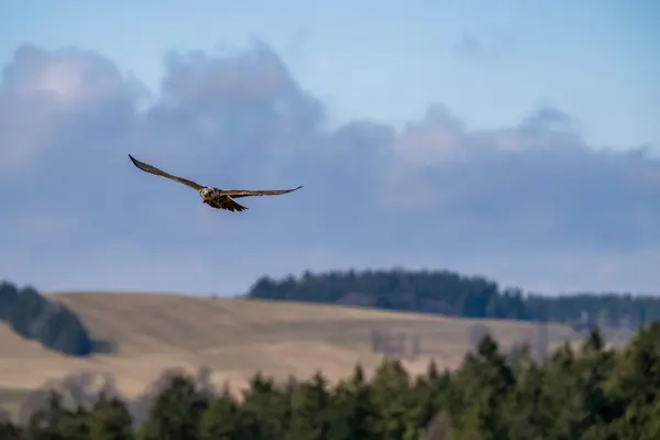 Saker Falcon Falco Cherrug, Blue Sky 'a Karşı Uçan Yetişkin