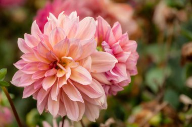 Dahlia 'Bacardi' yaz sonu veya sonbahar başında çiçek açıyor