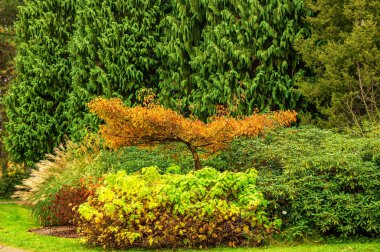 Pruhonice Park, Prag 'ın dışında güneşli bir sonbahar gününde büyük bir park ve botanik bahçesi.