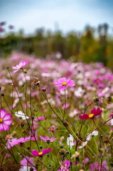 Beyaz çizgili kırmızı ve pembe, çiçekli Cosmos bipinnatus Velouette.
