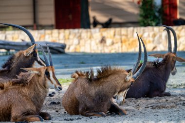 Roan Antilop - Hippotragus equinus, Afrika savanalarından ve otlaklarından gelen güzel antilop