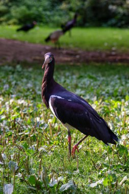 Abdim's Stork (Ciconia abdimii) in grassland savanna clipart