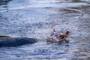 Anne su aygırı (Hippopotamus amfibi) ve yavrusu bulanık suda yıkanır. 