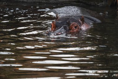 Öfkeli su aygırı (Hippopotamus amfibi), ağzı açık bir şekilde üstünlük gösteren bir su aygırı.