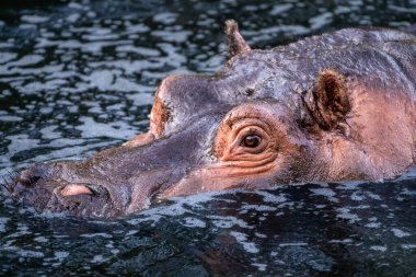 Hippopotamus - Hippopotamus amfibi ya da suaygırı büyük, çoğunlukla otobur, yarı su memelisi ve Sahra altı Afrika 'ya özgüdür. Yaklaş, kafasından vur..
