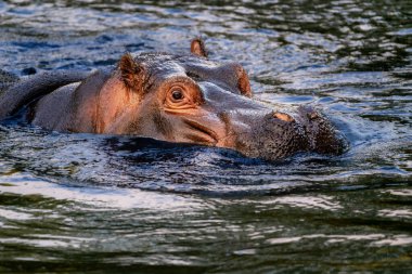 Hippopotamus - Hippopotamus amfibi ya da suaygırı büyük, çoğunlukla otobur, yarı su memelisi ve Sahra altı Afrika 'ya özgüdür. Yaklaş, kafasından vur..