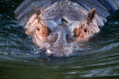 Hippopotamus - Hippopotamus amfibi ya da suaygırı büyük, çoğunlukla otobur, yarı su memelisi ve Sahra altı Afrika 'ya özgüdür. Yaklaş, kafasından vur..