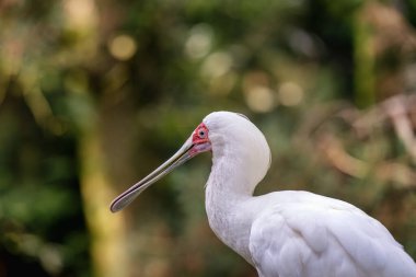 The African spoonbill Platalea alba fishing on the water. clipart