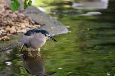 Güzel bir yetişkin Nycticorax nycticorax 'ın (Kara Taç Giymiş Gece Balıkçıl) göl suyunda taşların yanında yürümesi ve balık araması. Yumuşak odaklanma. Hayvan portreleri teması.