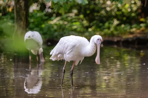 Afrika kaşık faturası Platalea alba suda balık tutuyor.