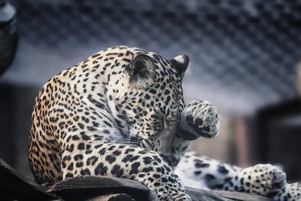 Pers leoparı (Panthera pardus saxicolor) gerçek saygıyı hak eden görkemli bir hayvandır. Leopar