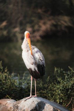 A Yellow-Billed Stork (mycteria ibis) white feathers, large yellow beak, and red head from Africa. clipart