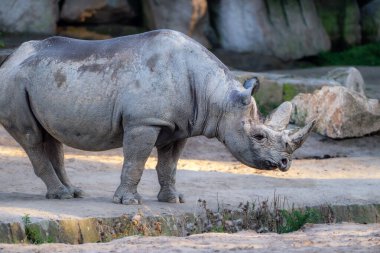 Beyaz gergedan (Ceratotherium simum), gergedanın mevcut en büyük türüdür. Otlamak için kullanılan geniş bir ağzı vardır ve gergedan türlerinin en sosyal olanıdır..