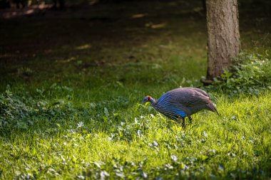 Close up photo of The vulturine guineafowl (Acryllium vulturinum) on blurry green background. clipart