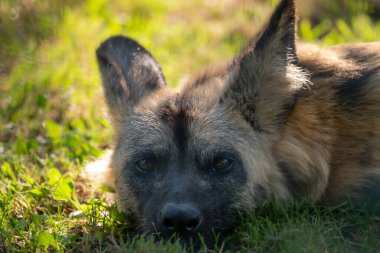 The African wild dog Lycaon pictus also called the painted dog, or Cape hunting dog. clipart