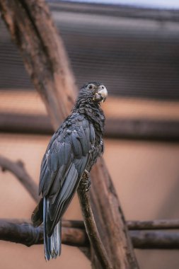 Büyük Vasa Papağanı, Coracopsis Vasa, yüksek bir dalda oturuyor.