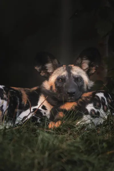 Afrikalı vahşi köpek Lycaon pictus da boyalı köpek veya Pelerin av köpeği olarak adlandırılır..