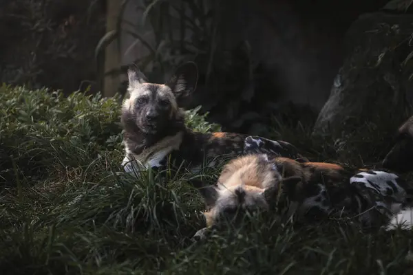 Afrikalı vahşi köpek Lycaon pictus da boyalı köpek veya Pelerin av köpeği olarak adlandırılır..