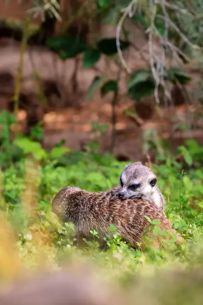 Meerkat, Suricata Suricat, tutsak hayvan, doğal altyapı. Mirketlerin hayatı. Firavun faresi. Hayvanat bahçesinde süricat. Sevimli hayvan..