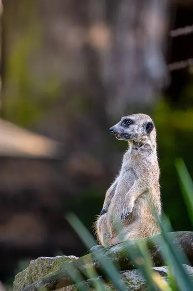 Uyarı mirketlerinin (Suricata suricatta) doğal çöl habitatlarında, kaya oluşumlarının yakınında, hayvanat bahçesindeki hayvanların görüntüsü.