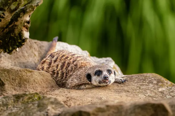Uyarı mirketlerinin (Suricata suricatta) doğal çöl habitatlarında, kaya oluşumlarının yakınında, hayvanat bahçesindeki hayvanların görüntüsü.