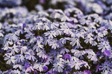 Flowers blooming in spring. Phlox subulata clipart