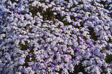 Flowers blooming in spring. Phlox subulata clipart