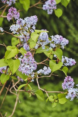 İlkbaharda güzel leylak çiçeği. Bahçede bahar çiçekleri açan leylak ağaçları.