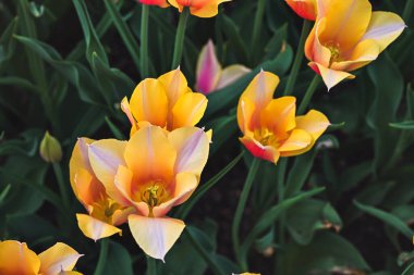 Kızaran Güzel laleler yaklaşıyor