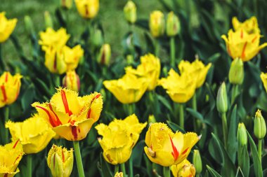 Beautiful yellow and red tulips variety Party Clown clipart