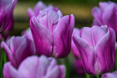 Güzel, renkli lalelerin fotoğrafı. Baharda bahçede. Güzel bir buket lale. Renkli laleler. Baharda laleler.