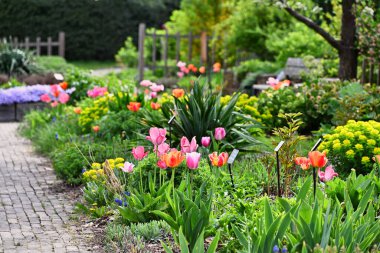 Güzel, renkli lalelerin fotoğrafı. Baharda bahçede. Güzel bir buket lale. Renkli laleler. Baharda laleler.