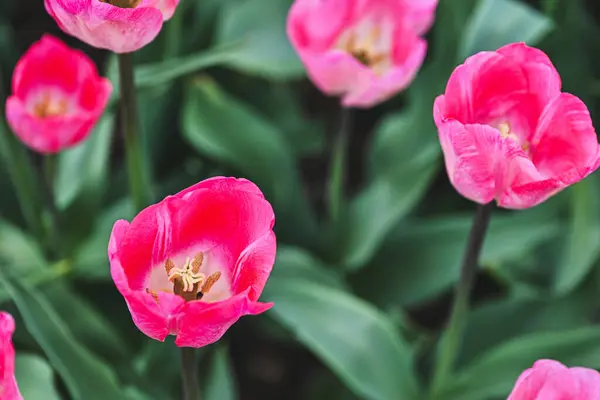 Nisan 'da bir bahçede Pembe laleler (Tulipa) Gander' s Rhapsody çiçek açtı