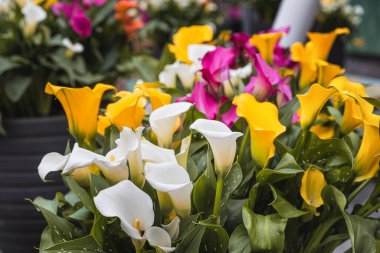 Hollanda, Avrupa 'daki Keukenhof parkında çiçek açıyor. Dünyanın en iyi bahar bahçesi..