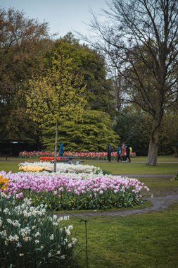 Keukenhof bahçeleri yağmurdan sonra çiçek açan laleler ve nergisler..
