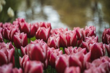 Amsterdam 'daki Keukenof Gardens' ın duvar kağıdı. Lale sezonuyla bilinen bahçe her yıl milyonlarca turisti çekiyor..