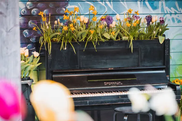 Lisse, Hollanda - 24 Nisan 2024: Keukenhof Gardens 'da güzel klasik müzik enstrümanları. Hollanda lale parkındaki açık hava performansının editör görüntüsü.